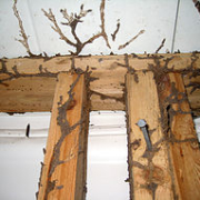 Example of Termite Mud Tubes Home Inspection Authority Southern California Residential & Commerical Inspections