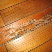 Example of Hardwood Floor Termite Damage Home Inspection Authority Southern California Residential & Commerical Inspections