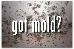 Home Inspection Authority Southern California Residential & Commerical Inspections Mold