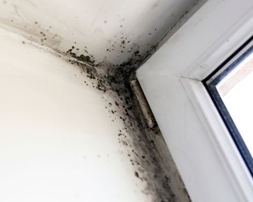 Mold Inspections